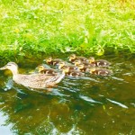 瀋陽の鳥島観光地